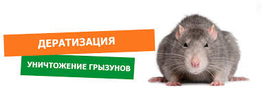 Грызуны